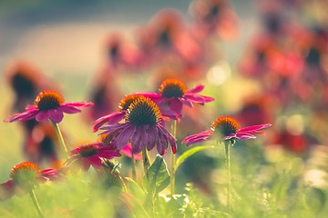 Image showing Small red flowers at spring