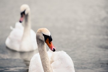 Image showing Swan swimming with ducks