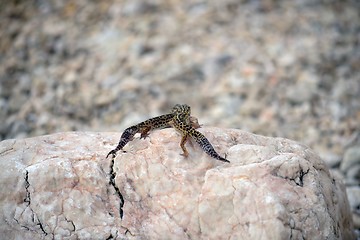 Image showing Gecko lizard on rocks 