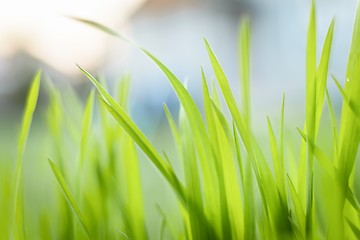 Image showing Closeup photo of fresh green grass