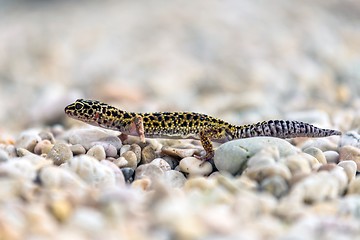 Image showing Gecko lizard on rocks 