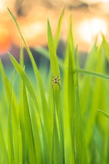 Image showing Closeup photo of fresh green grass