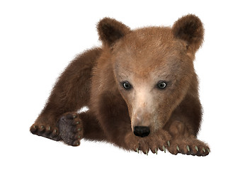 Image showing Little Brown Bear