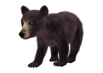 Image showing Little Black Bear