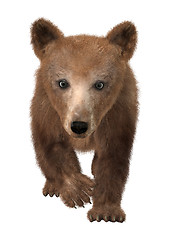 Image showing Little Brown Bear