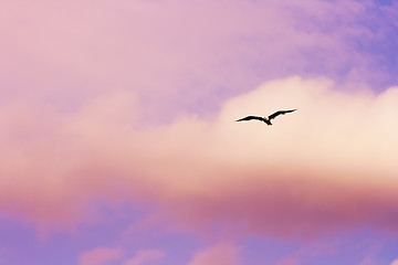 Image showing Seagull flying at the sunset sky
