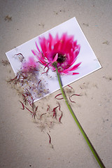 Image showing Aged gerbera steam with dry pink petals and seeds