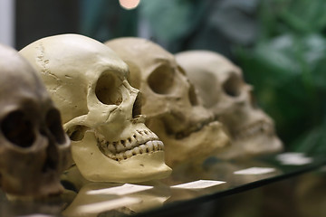 Image showing Human skulls standing on the glass shelf