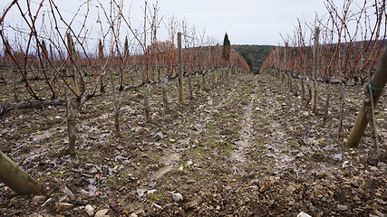 Image showing 
Wineyard in the winter 					