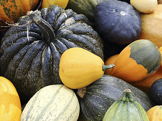 Image showing Varieties of pumpkins and squashes