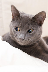 Image showing cute funny gray cat