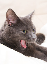 Image showing cute gray cat