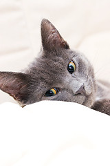 Image showing cute gray cat