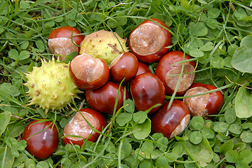 Image showing chestnuts in grass