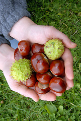 Image showing Chestnuts in hands