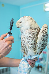 Image showing owl at vet