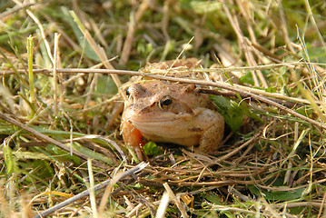 Image showing frog