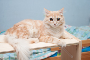 Image showing White-haired cat lies on a shelf