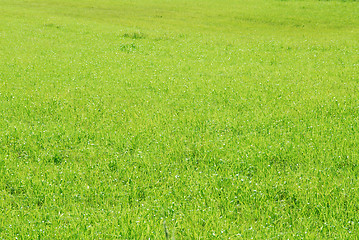 Image showing green blades of grass