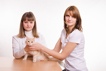 Image showing Veterinarian inspects a red cat