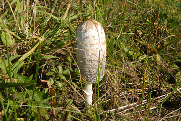 Image showing white mushroom (Coprinus comatus)