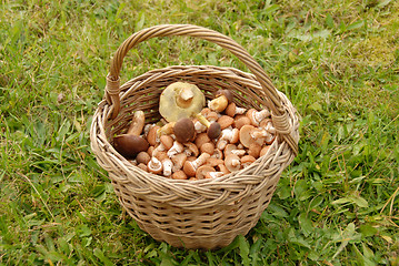 Image showing Mushrooms in basket