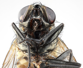 Image showing House Fly Portrait