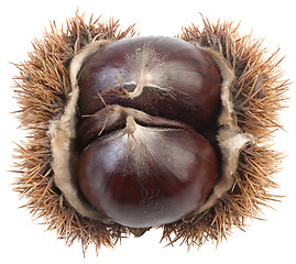 Image showing Chestnut Cutout