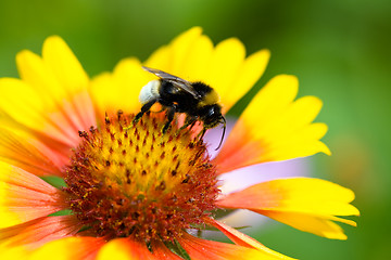 Image showing Bumblebee