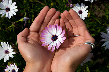 Image showing Daisy in the palms.