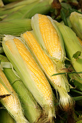 Image showing Corn cobs for sale