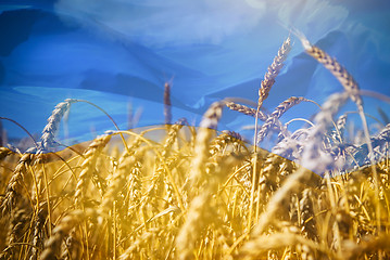 Image showing Flag of Ukraine and field of gold wheat under sky