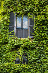Image showing Window with ivy on wall in Italy