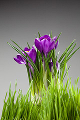 Image showing crocus bouquet