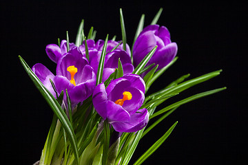 Image showing crocus bouquet on black