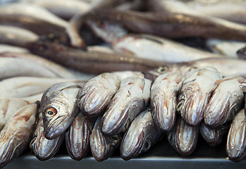 Image showing Fresh fish on ice