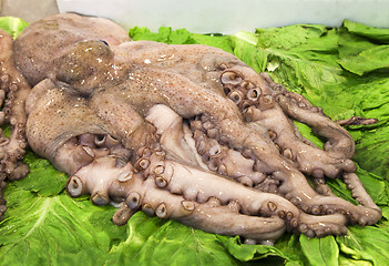 Image showing Fresh squid