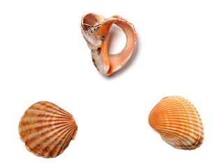 Image showing Broken rapana and seashells