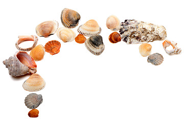 Image showing Collection of seashells with copy space