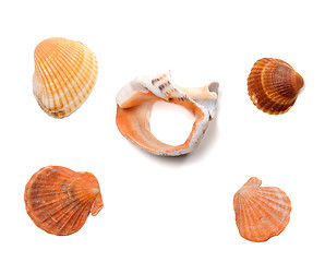 Image showing Broken rapana and seashells isolated on white background