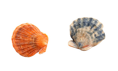 Image showing Two seashells