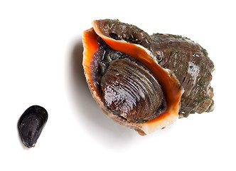 Image showing Veined rapa whelk and small mussel from Black Sea