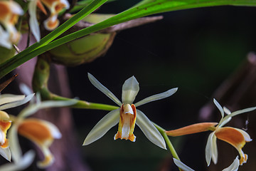 Image showing Coelogyne trinervis orchids