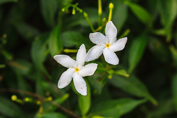 Image showing White Sampaguita Jasmine or Arabian Jasmine