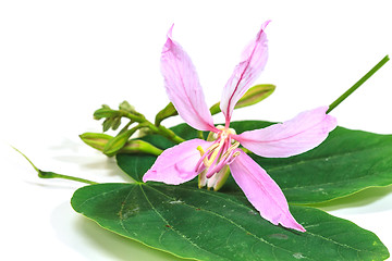 Image showing Purple Bauhinia on white background 