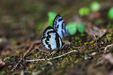 Image showing Beautiful Butterfly on ground