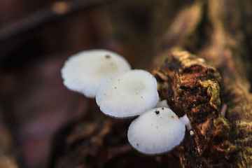 Image showing mushrooms growing on a live tree