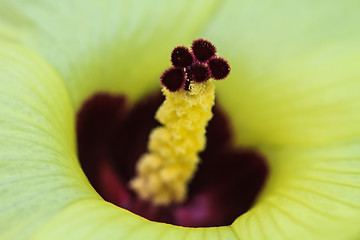 Image showing Close up pollen of  flowers