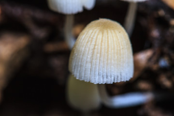 Image showing mushrooms growing on a live tree