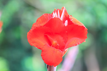 Image showing  red canna flower close up 